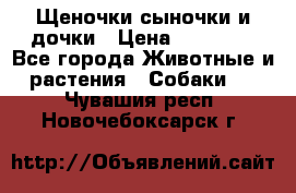 Щеночки-сыночки и дочки › Цена ­ 30 000 - Все города Животные и растения » Собаки   . Чувашия респ.,Новочебоксарск г.